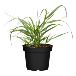 Bio Rutenhirse 'Squaw', Rosa, Topf 5 Liter -Bio Pflanzen Verkauf 0320300723 Panicum virgatum Squaw1 78154