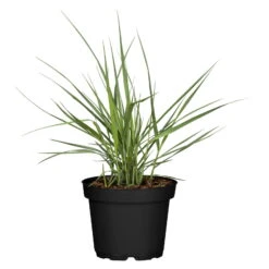 Bio Rutenhirse 'Prairie Sky', Topf 5 Liter -Bio Pflanzen Verkauf 0320300824 Panicum virgatum Prairie Sky KB 5Ltr Cont 78149