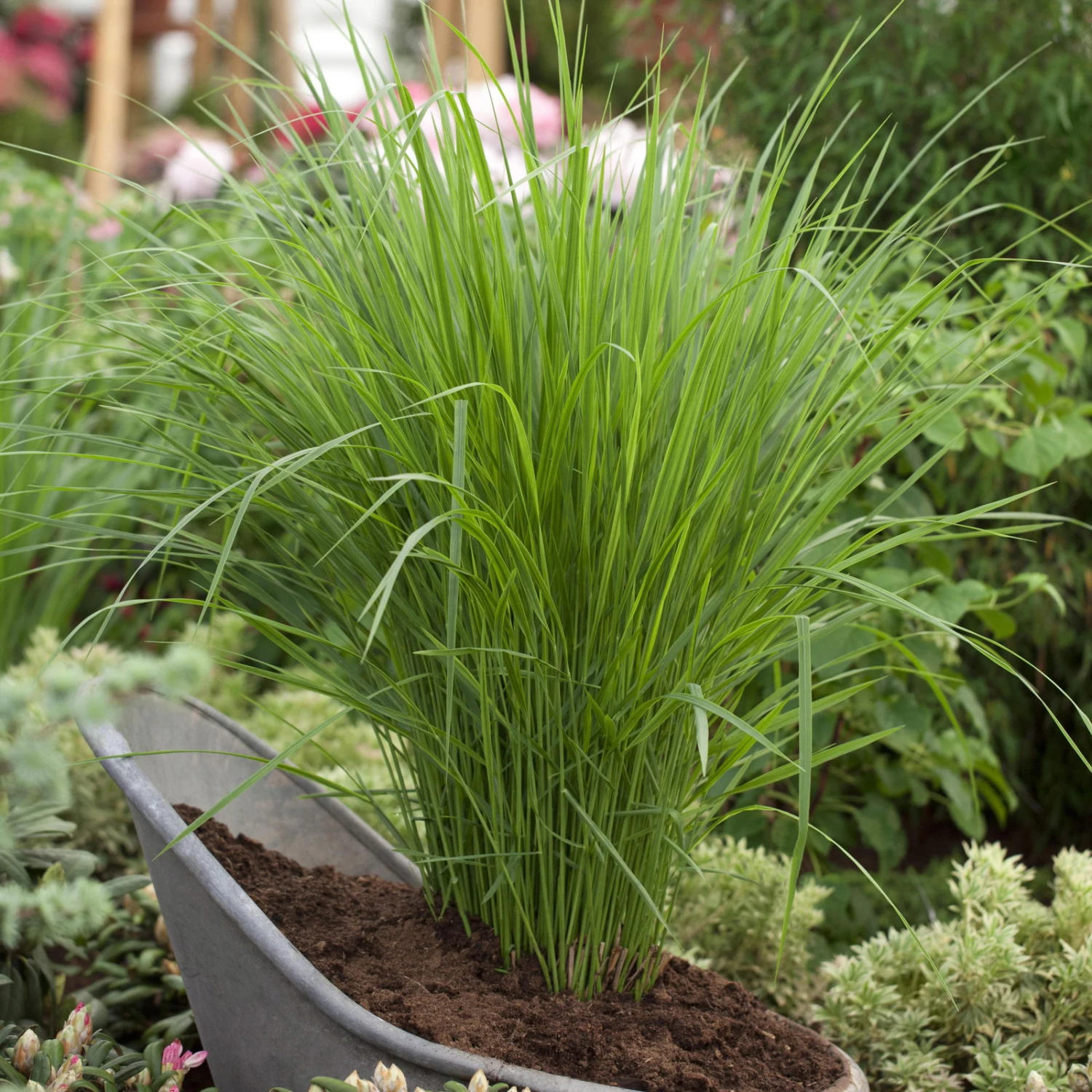 Bio Riesen-Rutenhirse 'Northwind', Topf 5 Liter, Wuchshöhe Ca. 170-180cm 1 Bio Riesen-Rutenhirse 'Northwind', Topf 5 Liter, Wuchshöhe Ca. 170-180cm