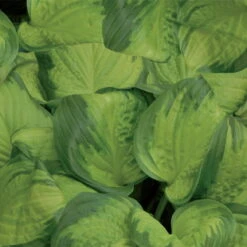 Funkie 'Stained Glass' Hellviolett, Topf-Ø 11 Cm, 3er-Set -Bio Pflanzen Verkauf 0320600126 Hosta Stained Glass 44355