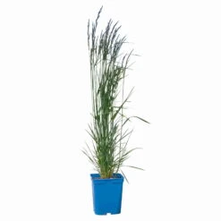 Bio Reitgras 'Karl Foerster', Topf 5 Liter -Bio Pflanzen Verkauf 0321600001 Calamagrostis acut Karl Foerster 2 114069