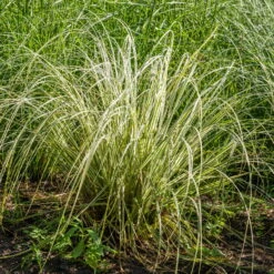 Bio Reitgras 'Overdam', Weiß-grün Gestreift, Topf 5 Liter -Bio Pflanzen Verkauf 0321600002 Calamagrostis acut Overdam 3 125725
