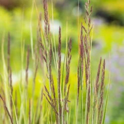 Bio Reitgras 'Overdam', Weiß-grün Gestreift, Topf 5 Liter -Bio Pflanzen Verkauf 0321600002 Calamagrostis acut Overdam 4 125724