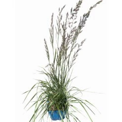 Bio Reitgras 'Overdam', Weiß-grün Gestreift, Topf 5 Liter -Bio Pflanzen Verkauf 0321600002 Calamagrostis acut Overdam 4 114071