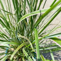 Bio Reitgras 'Karl Foerster', Topf 5 Liter -Bio Pflanzen Verkauf 0321600002 Calamagrostis acut Overdam 6 113977