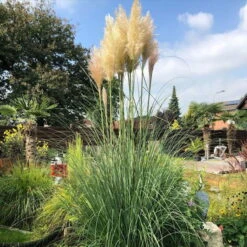 Bio Pampasgras 'Pumila', Topf 5 Liter -Bio Pflanzen Verkauf 0321600005 pampasgras test 124761