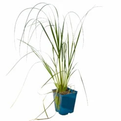 Bio Pampasgras 'Pumila', Topf 5 Liter -Bio Pflanzen Verkauf 0321600005 Cortaderia selloana Pumila 5L 3 112425