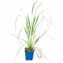 Bio Pampasgras 'Pumila', Topf 5 Liter -Bio Pflanzen Verkauf 0321600005 Cortaderia selloana Pumila 5L 5 112426