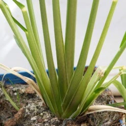 Bio Pampasgras 'Pumila', Topf 5 Liter -Bio Pflanzen Verkauf 0321600005 Cortaderia selloana Pumila 5L 8 112493