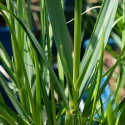 Bio Pampasgras 'Sunnigdale Silver' Silber-weiß, Topf 5 Liter -Bio Pflanzen Verkauf 0321600007 Cortaderia selloana Sunningdale Silver 5 112496