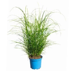 Bio Zebragras 'Little Zebra', Topf 3 Liter 11 Bio Zebragras 'Little Zebra', Topf 3 Liter -Bio Pflanzen Verkauf 0321600013 Miscanthus sin Little Zebra 4 113927