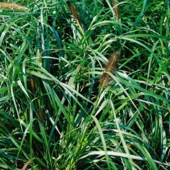 Bio Lampenputzergras 'National Arboretum' Braun, Höhe 60-80 Cm, 5 Liter Topf -Bio Pflanzen Verkauf 0321600020 Pennisetum National Arboretum beschnitten 120415