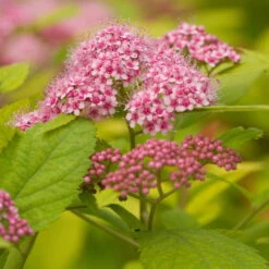 Goldorange Japanspiere 'Double Play®Big Bang', Spiraea Japonica, Topf 5 Liter