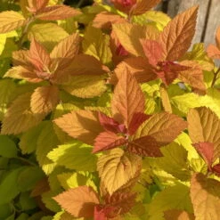 Goldorange Japanspiere 'Double Play®Big Bang', Spiraea Japonica, Topf 5 Liter -Bio Pflanzen Verkauf 0410111399 Spiraea japonica Big Bang 86929