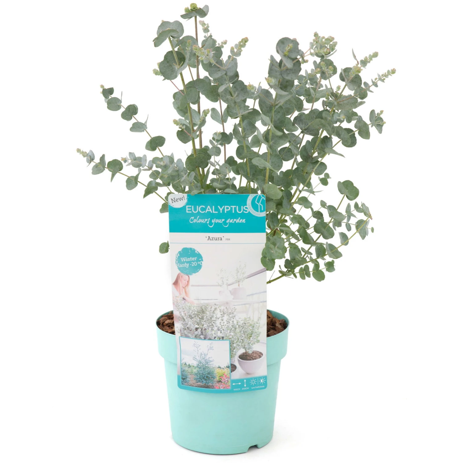 Eucalyptus Gunnii 'Azura'®, Im 17 Cm Topf 3 Eucalyptus Gunnii 'Azura'®, Im 17 Cm Topf – Bild 3