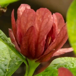 Gewürzstrauch-Set Rot-Weiß, 2er-Set, Höhe 60-80 Cm, Topf 7,5 Liter -Bio Pflanzen Verkauf 0410112620 Calycanthus raulst Hartlage Wine Detail Bluete 3 z 119695