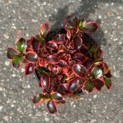 Spiegelbusch Buntlaubig, Topf-Ø 12 Cm, 3er-Set -Bio Pflanzen Verkauf 0410113024 Coprosma Red Ruby 3er Set 12er Topf 1 125429