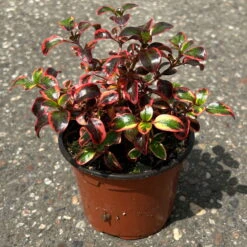 Spiegelbusch Buntlaubig, Topf-Ø 12 Cm, 3er-Set -Bio Pflanzen Verkauf 0410113024 Coprosma Red Ruby 3er Set 12er Topf 3 125427