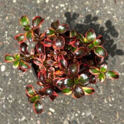 Spiegelbusch Buntlaubig, Topf-Ø 12 Cm, 3er-Set -Bio Pflanzen Verkauf 0410113024 Coprosma Red Ruby 3er Set 12er Topf 4 125428