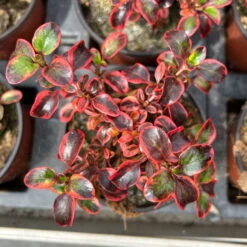 Spiegelbusch Buntlaubig, Topf-Ø 12 Cm, 3er-Set -Bio Pflanzen Verkauf 0410113024 Coprosma Red Ruby 3er Set 12er Topf 6 125426