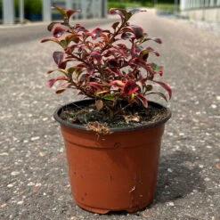 Spiegelbusch Buntlaubig, Topf-Ø 12 Cm, 3er-Set -Bio Pflanzen Verkauf 0410113024 Coprosma Red Ruby 3er Set 12er Topf 7 125425