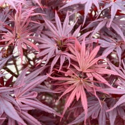 Japanischer Zwergahorn 'Shaina', Höhe 60 - 80 Cm, Topf 10 Liter -Bio Pflanzen Verkauf 0410300608 acer shaina 4 123984