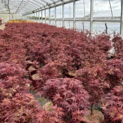 Japanischer Zwergahorn 'Shaina', Höhe 60 - 80 Cm, Topf 10 Liter -Bio Pflanzen Verkauf 0410300608 acer shaina 5 123983