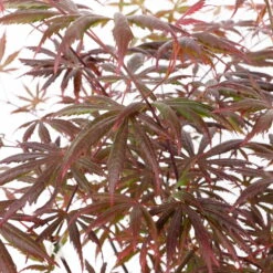 Roter Fächerahorn 'Trompenburg', Höhe 80-100 Cm, Topf 10 Liter -Bio Pflanzen Verkauf 0410301210 acer trompenburg 2 124806