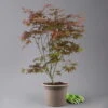 Japanischer Fächerahorn 'Atropurpureum', Höhe 80 - 100 Cm, Topf 10 Liter
