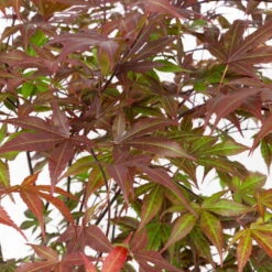 Japanischer Fächerahorn 'Atropurpureum', Höhe 80 - 100 Cm, Topf 10 Liter -Bio Pflanzen Verkauf 0410301211 acer atropurpureum 2 124807