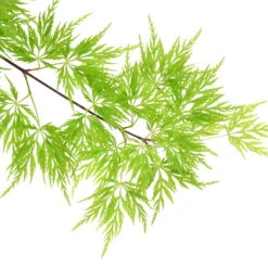 Fächerahorn 'Emerald Lace', Höhe 60-80 Cm, Topf 10 Liter -Bio Pflanzen Verkauf 0410301299 Acer palm Emerald Lace 120008