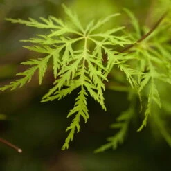 Fächerahorn 'Emerald Lace', Höhe 60-80 Cm, Topf 10 Liter -Bio Pflanzen Verkauf 0410301299 Acer palm Emerald Lace 2 1 120007