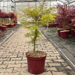 Fächerahorn 'Emerald Lace', Höhe 60-80 Cm, Topf 10 Liter -Bio Pflanzen Verkauf 0410301299 acer emerald lace 2 124024