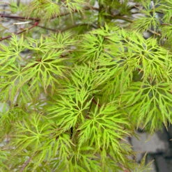 Fächerahorn 'Emerald Lace', Höhe 60-80 Cm, Topf 10 Liter -Bio Pflanzen Verkauf 0410301299 acer emerald lace 4 124025