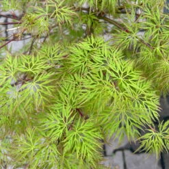 Fächerahorn 'Emerald Lace', Höhe 60-80 Cm, Topf 10 Liter -Bio Pflanzen Verkauf 0410301299 acer emerald lace 5 124026