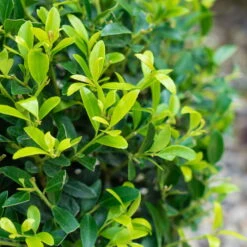 Stechpalme 'Impala®', 25er-Set, Höhe 50-60 Cm, Topf 5 Liter -Bio Pflanzen Verkauf 0410450790 Ilex max Impala 3 104013