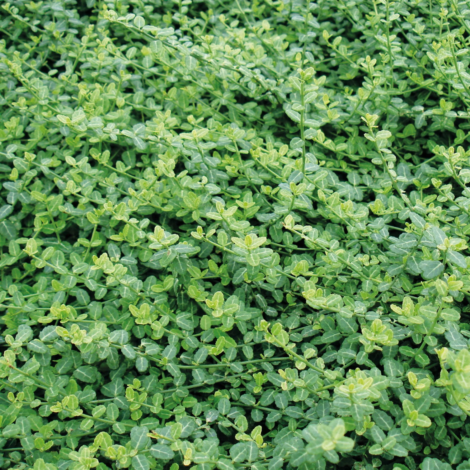 Euonymus Fortunei 'Minimus', Topf-Ø 9 Cm, 12er-Set 1 Euonymus Fortunei 'Minimus', Topf-Ø 9 Cm, 12er-Set