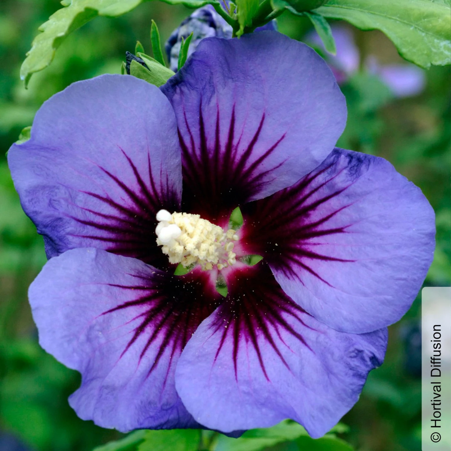 Garten-Hibiskus, Hibiscus Syriacus 'Ultramarine®', Im Topf 5 Lt. 1 Garten-Hibiskus, Hibiscus Syriacus 'Ultramarine®', Im Topf 5 Lt.