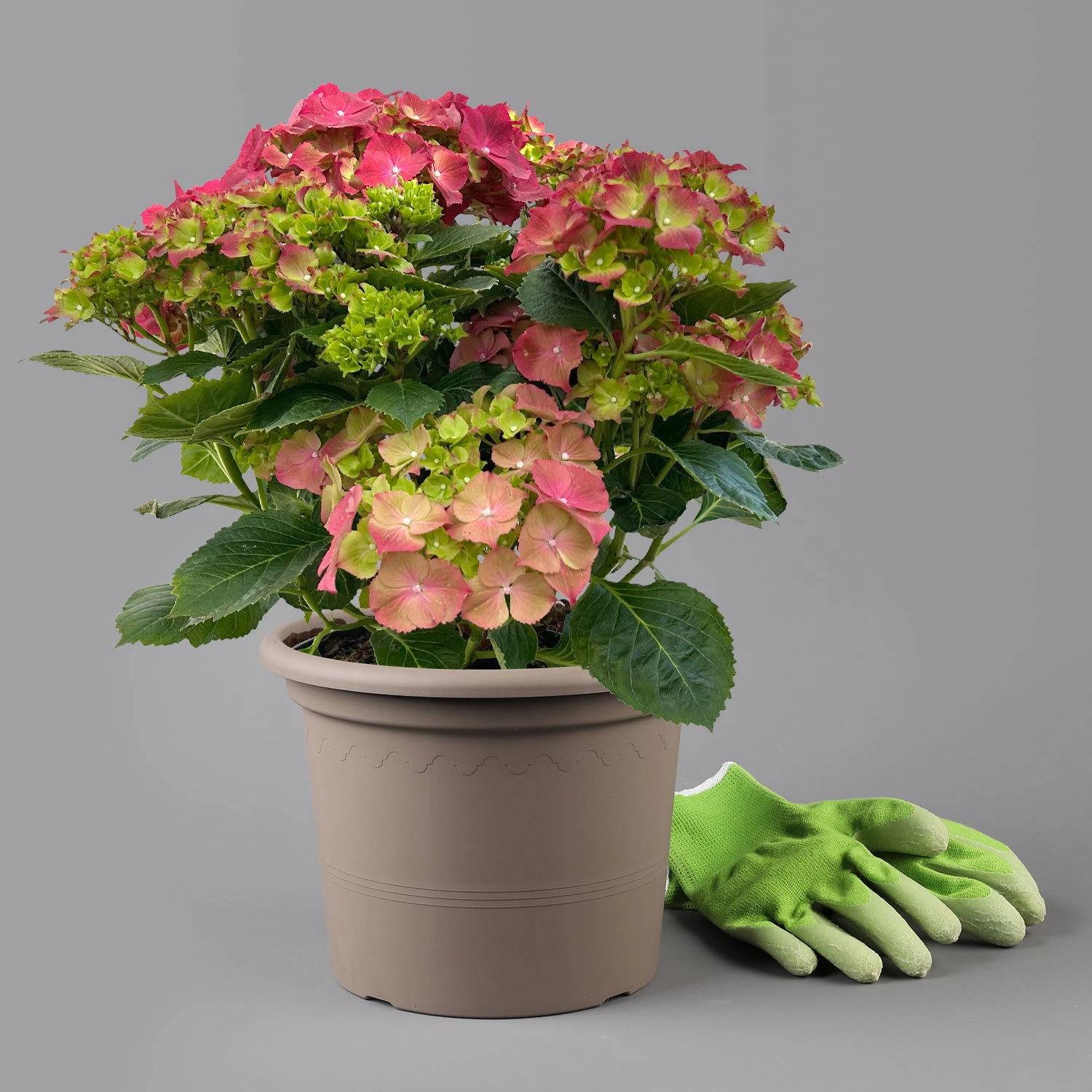 Kölle Gartenhortensie Ball Rot, 4/5 Liter Topf 3 Kölle Gartenhortensie Ball Rot, 4/5 Liter Topf – Bild 3