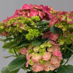 Kölle Gartenhortensie Ball Rot, 4/5 Liter Topf 9 Kölle Gartenhortensie Ball Rot, 4/5 Liter Topf -Bio Pflanzen Verkauf 0415100309 hydrangea mac ball rot 125076