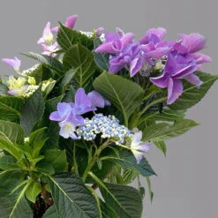 Kölle Tellerhortensie, Hydrangea Macropylla, Blau, Im 5 Lt. Topf 11 Kölle Tellerhortensie, Hydrangea Macropylla, Blau, Im 5 Lt. Topf -Bio Pflanzen Verkauf 0415100669 hydrangea mac teller blau 1 125088