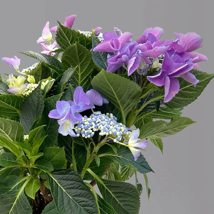 Kölle Tellerhortensie, Hydrangea Macropylla, Blau, Im 5 Lt. Topf 5 Kölle Tellerhortensie, Hydrangea Macropylla, Blau, Im 5 Lt. Topf – Bild 5