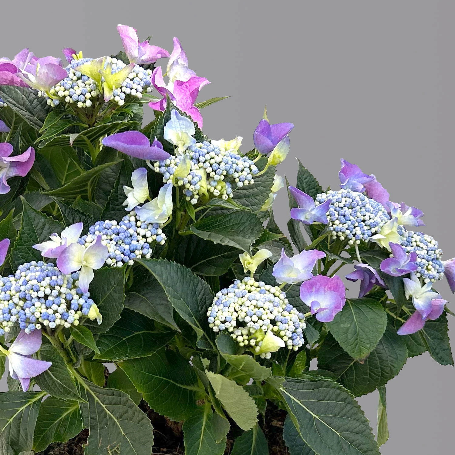 Kölle Tellerhortensie, Hydrangea Macropylla, Blau, Im 5 Lt. Topf 4 Kölle Tellerhortensie, Hydrangea Macropylla, Blau, Im 5 Lt. Topf – Bild 4
