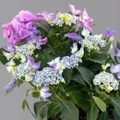 Kölle Tellerhortensie, Hydrangea Macropylla, Blau, Im 5 Lt. Topf 9 Kölle Tellerhortensie, Hydrangea Macropylla, Blau, Im 5 Lt. Topf -Bio Pflanzen Verkauf 0415100669 hydrangea mac teller blau 7 125086