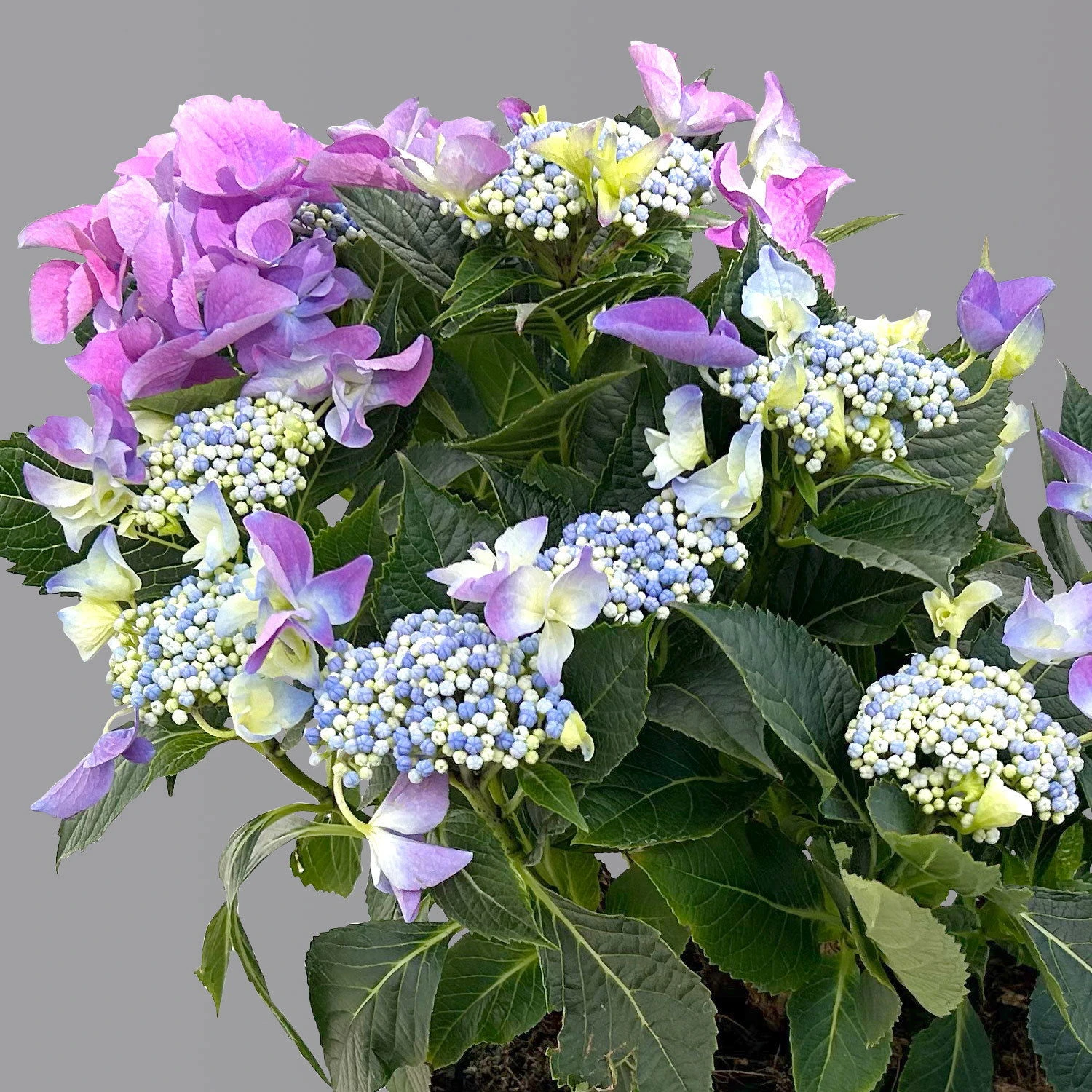Kölle Tellerhortensie, Hydrangea Macropylla, Blau, Im 5 Lt. Topf 3 Kölle Tellerhortensie, Hydrangea Macropylla, Blau, Im 5 Lt. Topf – Bild 3