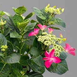 Kölle Tellerhortensie, Hydrangea Macropylla, Rot, Im 5 Lt. Topf 7 Kölle Tellerhortensie, Hydrangea Macropylla, Rot, Im 5 Lt. Topf -Bio Pflanzen Verkauf 0415100671 hydrangea mac teller rot 4 125091