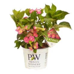 Tellerhortensie Flair & Flavours(R) 'Cotton Candy®', 3er-Set, Rosa, Topf 5 Liter -Bio Pflanzen Verkauf 0415100823 Hydrangea mac Cotton Candy 3er Set 2 109216