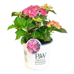 Tellerhortensie Flair & Flavours(R) 'Cotton Candy®', 3er-Set, Rosa, Topf 5 Liter -Bio Pflanzen Verkauf 0415100823 Hydrangea mac Cotton Candy 3er Set 3 109217