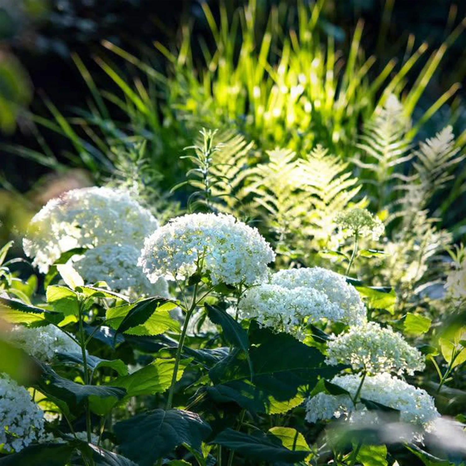 Rispenhortensie 'Limelight'Ⓢ 30/40 Cm, Im 5 L Topf 3 Rispenhortensie 'Limelight'Ⓢ 30/40 Cm, Im 5 L Topf – Bild 3