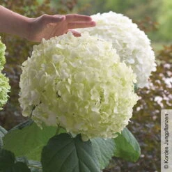 Schneeballhortensie 'Strong Annabelle'®, Weiß, 3er-Set, Höhe 40-60 Cm, Topf 5 L -Bio Pflanzen Verkauf 0415300089 Hydrangea arb Strong Annabelle 1 93918